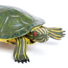 Tartaruga de orelha vermelha de brinquedo em figura de borracha