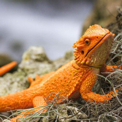Introducing Rubber figure – Bearded Dragon with SKU 436312925 recommended for ages 3+