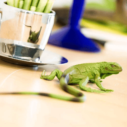 Introducing Baby Iguana Rubber Figure with SKU 435832923 recommended for ages 3+